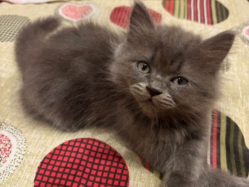 Persian 4 months old male named Oreo for breeding in New Delhi, Delhi | Petmeetly