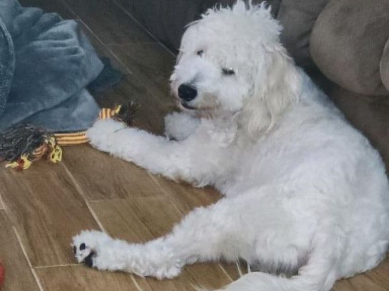 Mini Golden Doodle 3 years 11 months old male medium named Nimbus for breeding in Orange County, Florida | Petmeetly