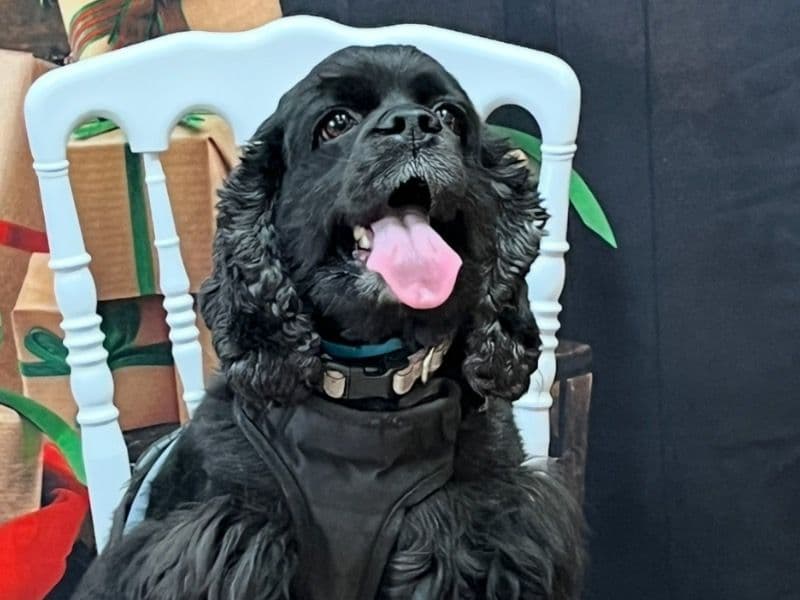 Cocker Spaniel 4 years old female medium named Mink for breeding in Clay County, Florida | Petmeetly