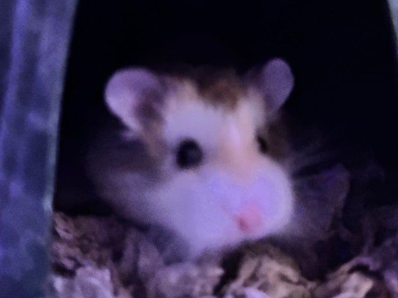 Toffee primary photo