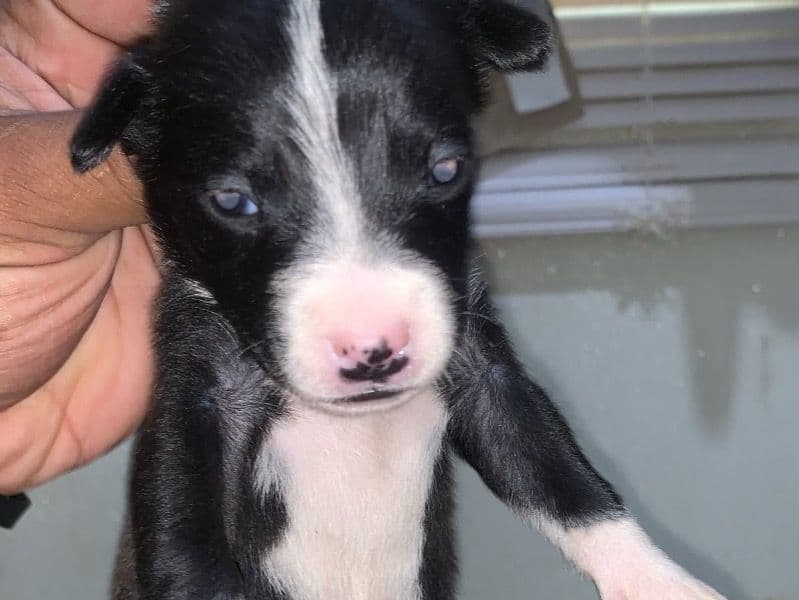 Oreo - American PitBull Terrier | Petmeetly