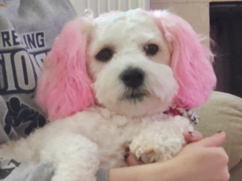 Cavachon 3 years 4 months old female medium named Ginger for breeding in Coweta County, Georgia | Petmeetly