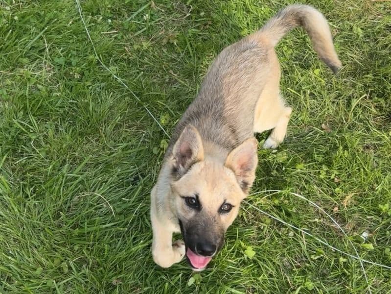 Australian Shepherd 1 year 4 months old female small named Bella for sale in Macomb County, Michigan | Petmeetly