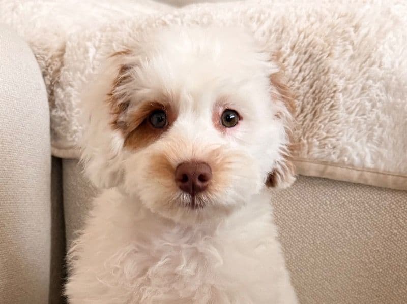 Australian Labrodoodle 4 months old male small named Linus for breeding in Benton County, Arkansas | Petmeetly