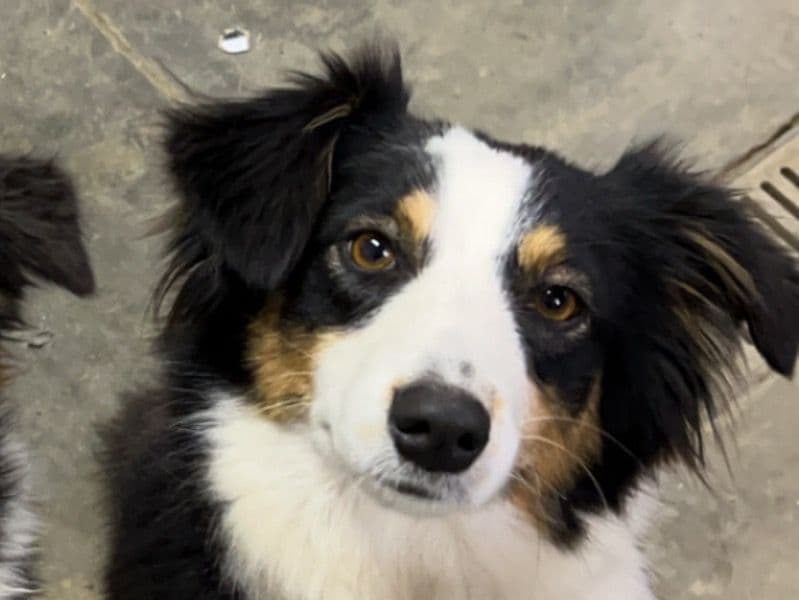 Daisy primary photo