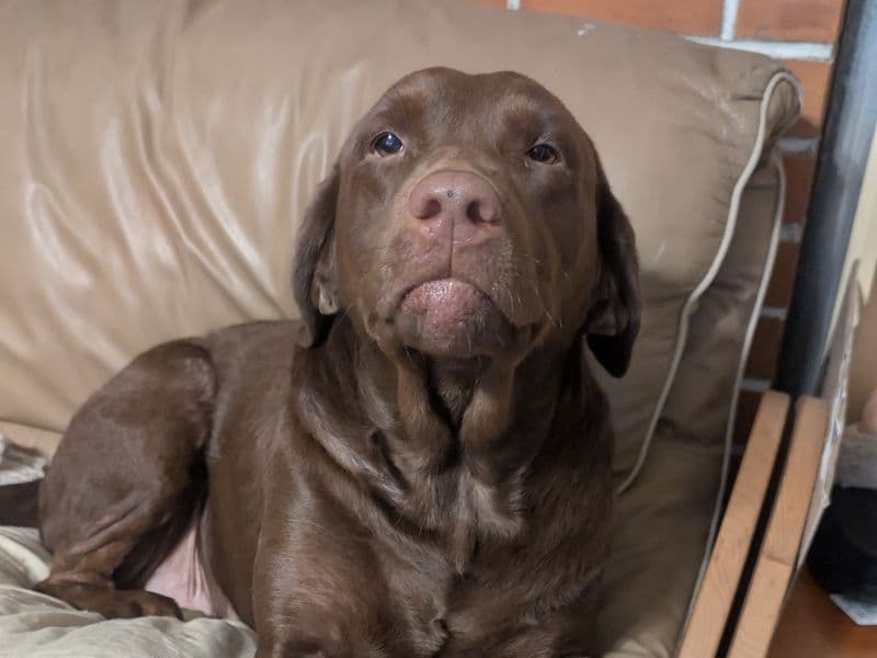 Labrador Retriever 4 years 8 months old female large named Gracie for breeding in King County, Washington | Petmeetly