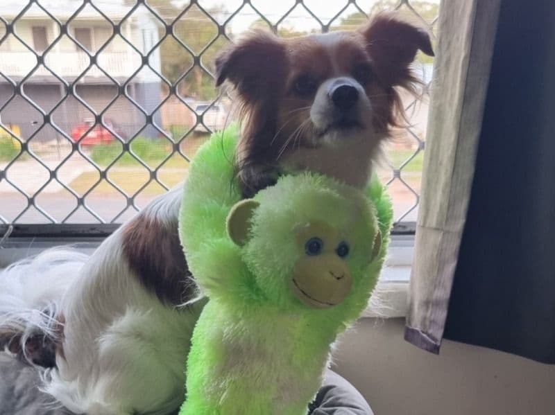 Cavalier King Charles Spaniel 6 years old male small named Bandit for breeding in Logan City, Queensland | Petmeetly