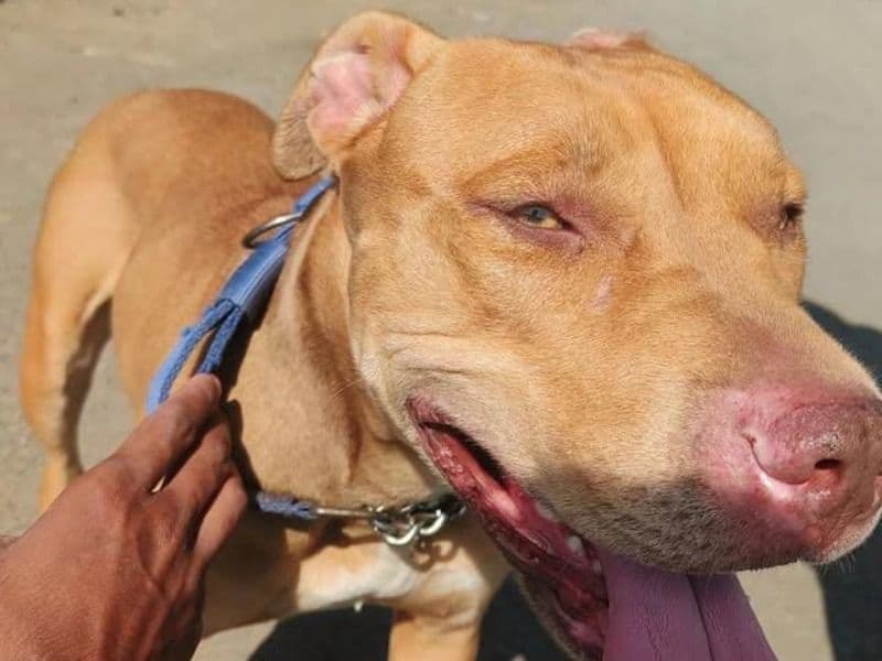 American PitBull Terrier 11 years 4 months old female extra large named Pitbull for breeding in Nagpur Division, Maharashtra | Petmeetly