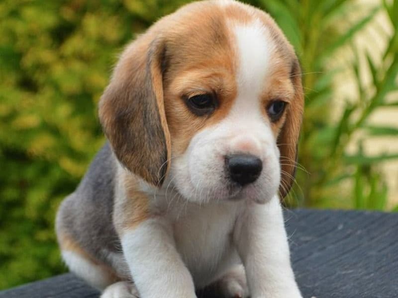 Beagle 1 month old female small named Bujji for breeding in Bangalore Division, Karnataka | Petmeetly