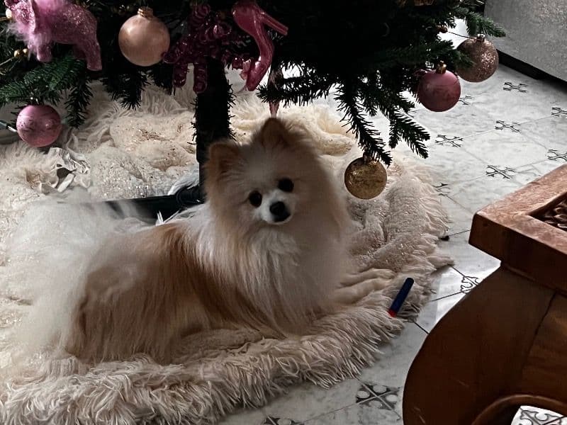 Pomeranian 1 year 5 months old male small named Pip for breeding in Dallas County, Texas | Petmeetly