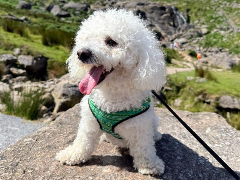 Bichon Frise 2 years 7 months old male small named Dino for breeding in Waterford, County Waterford | Petmeetly