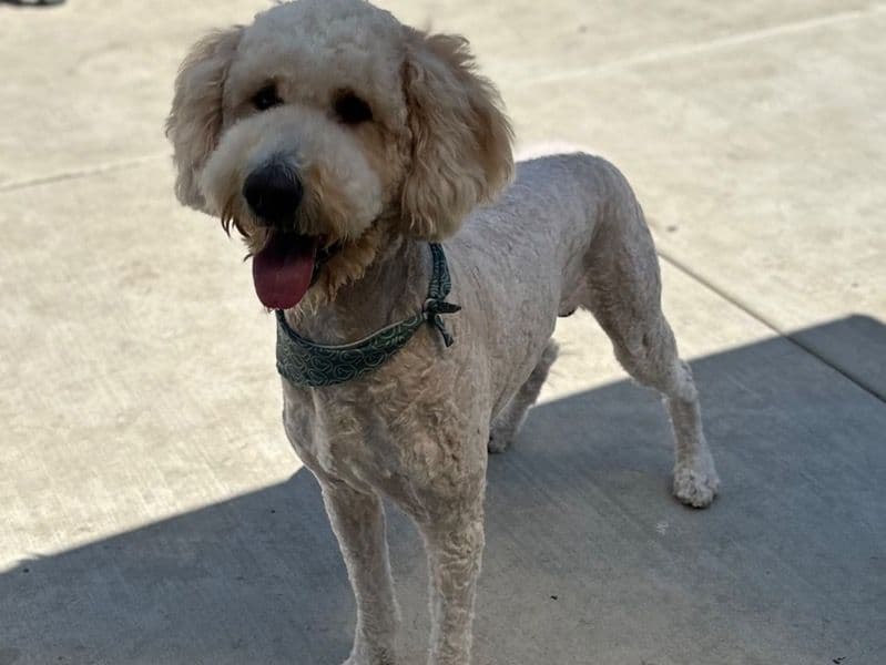 Goldendoodle 2 years 3 months old male large named Rex for breeding in San Bernardino County, California | Petmeetly