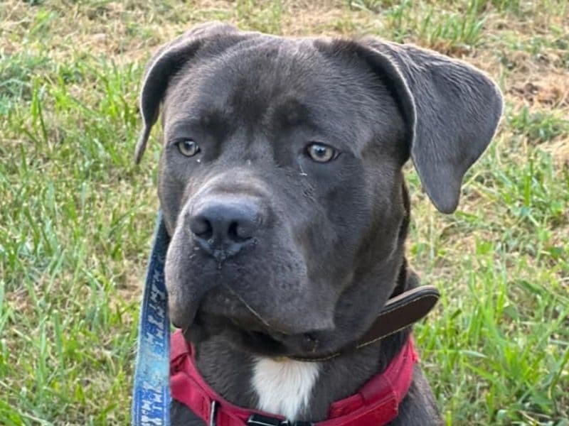 Cane Corso 3 years 5 months old male large named Spoon for breeding in Jefferson County, Kentucky | Petmeetly