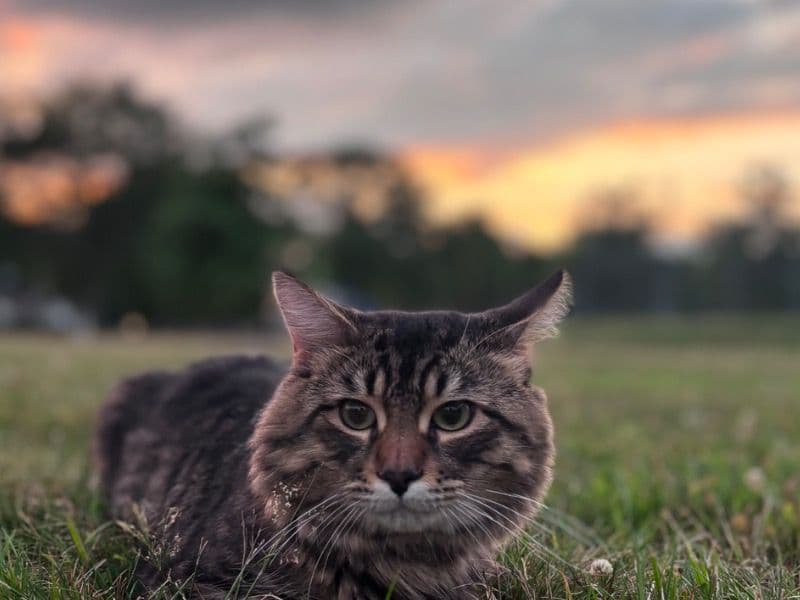 Smoky primary photo