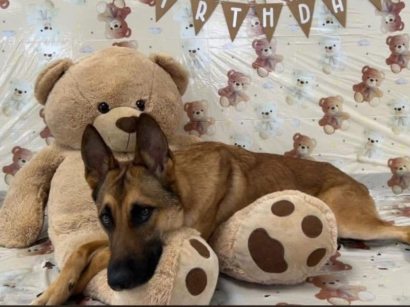 Belgian Malinois 2 years 9 months old male large named Simba for sale in Maricopa County, Arizona | Petmeetly