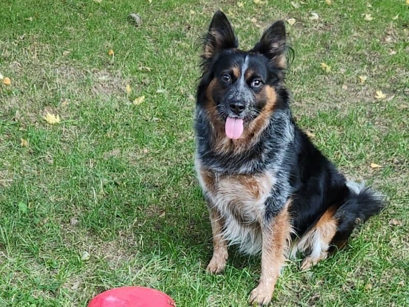 Australian Cattle Dog 5 years 3 months old male medium named Sonny for breeding in Cuyahoga County, Ohio | Petmeetly