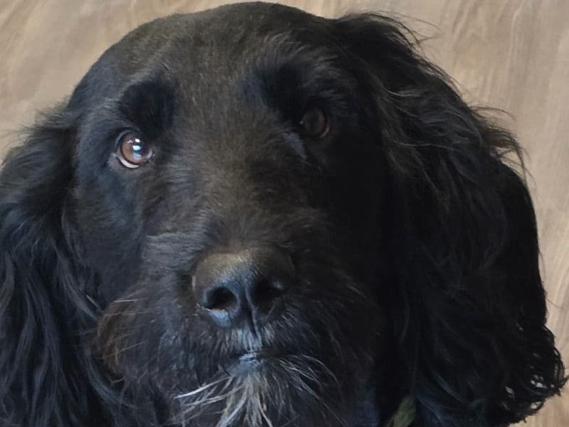 Goldendoodle 3 years 5 months old male large named Coach for breeding in Talladega County, Alabama | Petmeetly