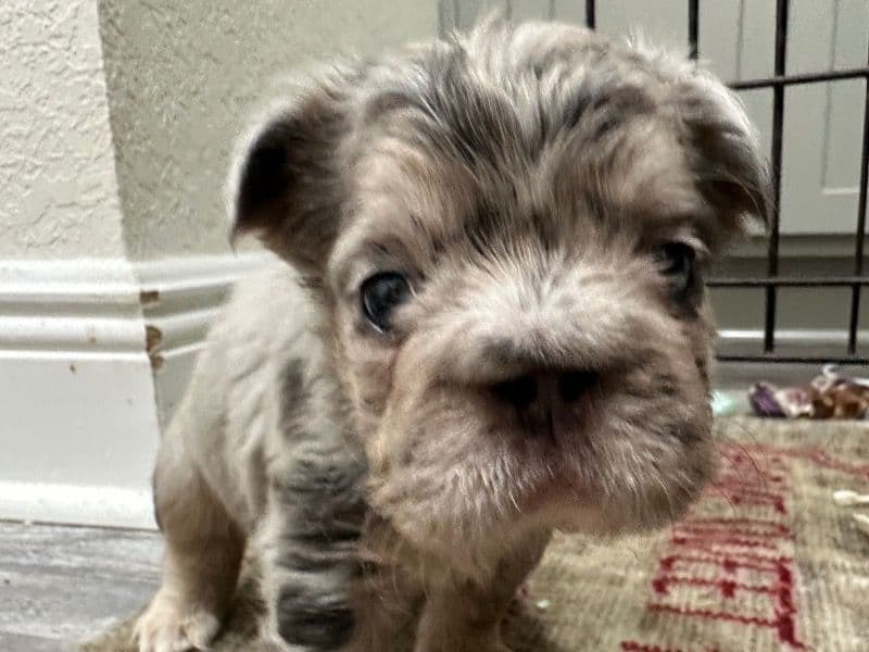 French Bulldog 1 month old female small named Khloe for sale in Highlands County, Florida | Petmeetly