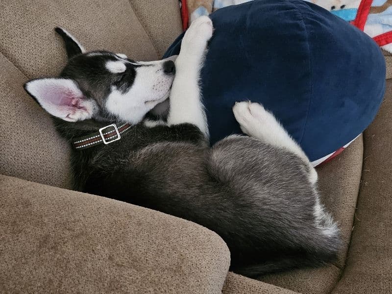 Siberian Husky 4 months old female medium named Rumi for breeding in Polk County, Florida | Petmeetly