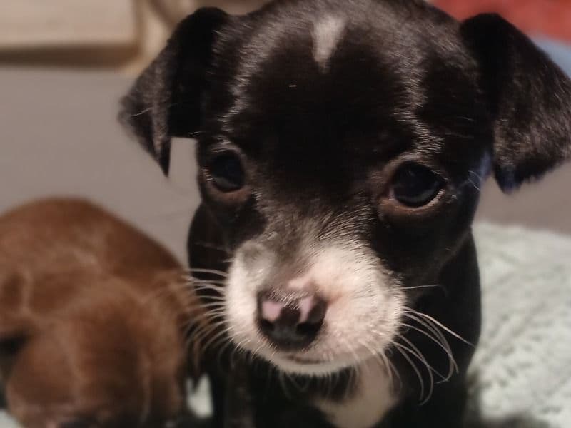 Chihuahua 2 months old female small named Lucky Girl for sale in Riverside County, California | Petmeetly