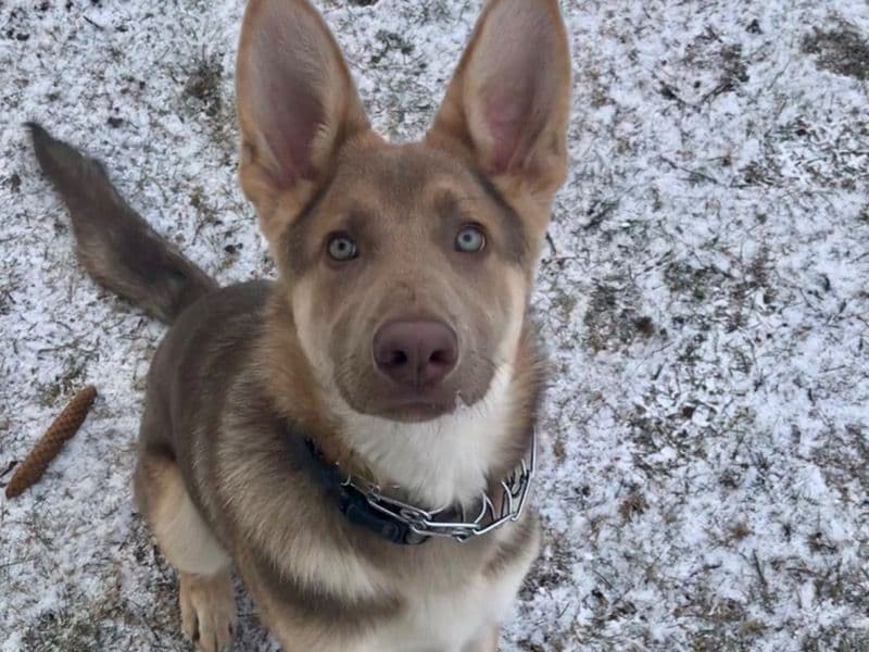 Loki primary photo