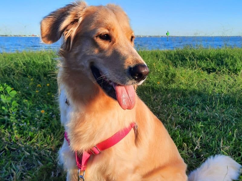 Golden Retriever 4 years old female large named Zosia for breeding in Lee County, Florida | Petmeetly