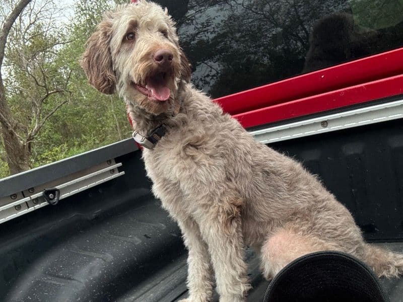 Goldendoodle 1 year 2 months old male large named Choco for breeding in Bexar County, Texas | Petmeetly