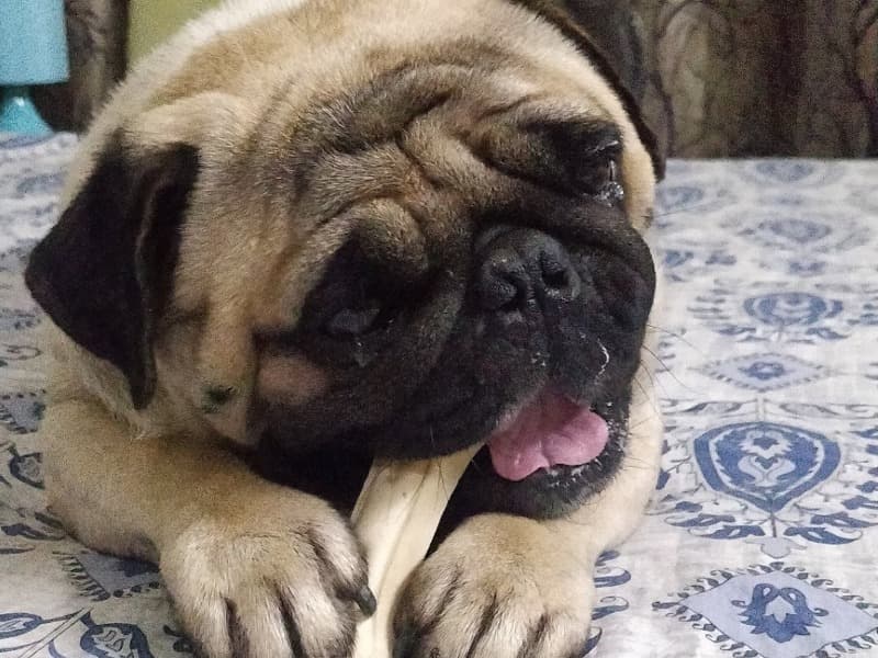 Max primary photo