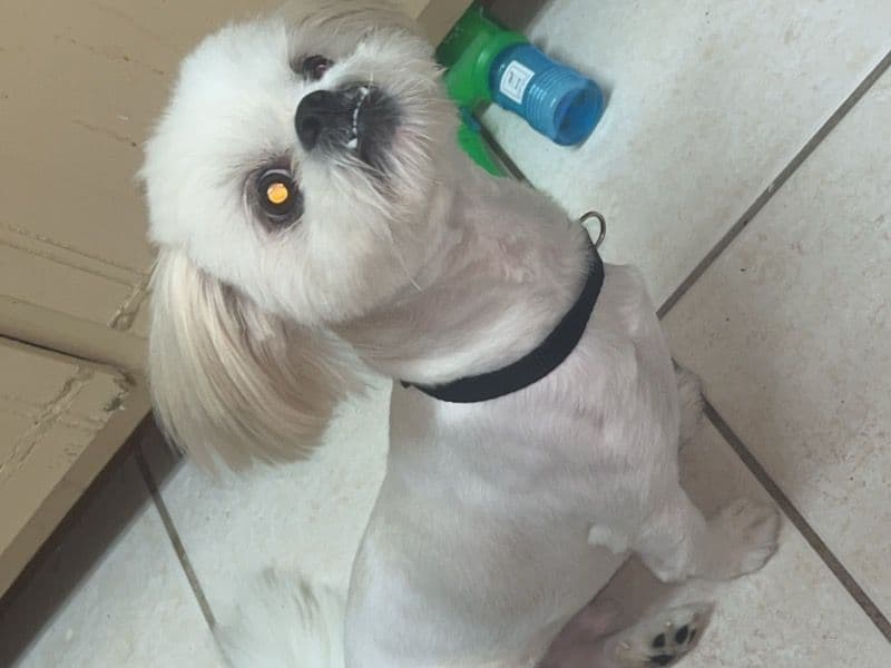 Shih Tzu 1 year old male medium named Rio for sale in Escambia County, Florida | Petmeetly