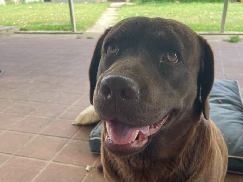 Labrador Retriever 5 years 3 months old female large named Nellie for breeding in Queensland | Petmeetly