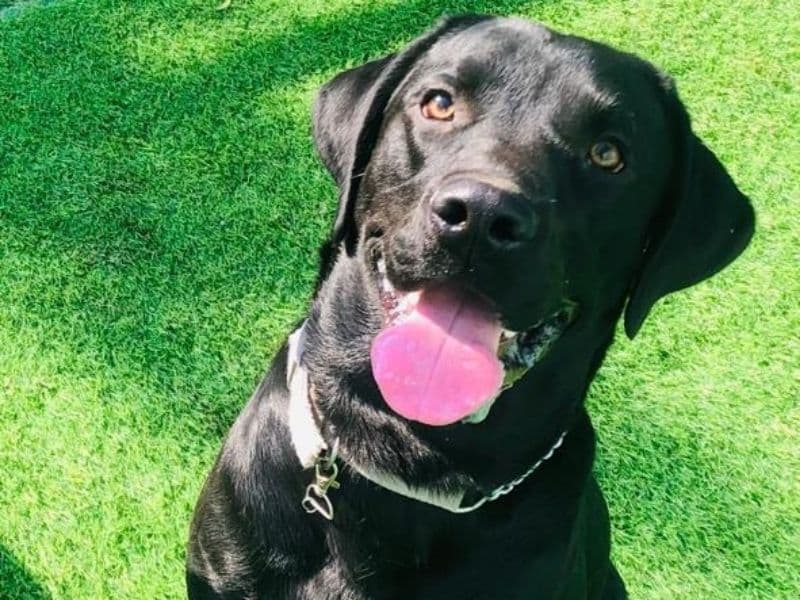 Australian Labrodoodle 1 year 11 months old male large named Abhir for breeding in Delhi Division, Delhi | Petmeetly