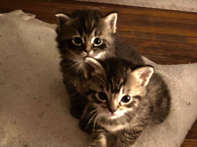 Un-named - Bengal | Petmeetly