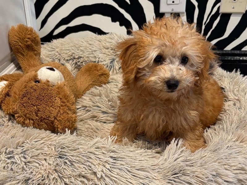 Miniature Poodle 4 months old female small named Teddy for sale in Kings County, New York | Petmeetly