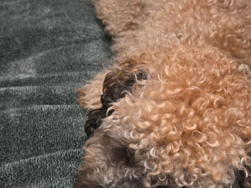 Toy Poodle 11 months old male small named Benji for sale in Capitol Planning Region, Connecticut | Petmeetly