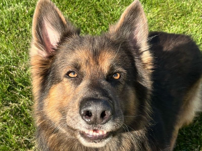 German Shepherd 9 years old male large named Dash for breeding in Butler County, Ohio | Petmeetly
