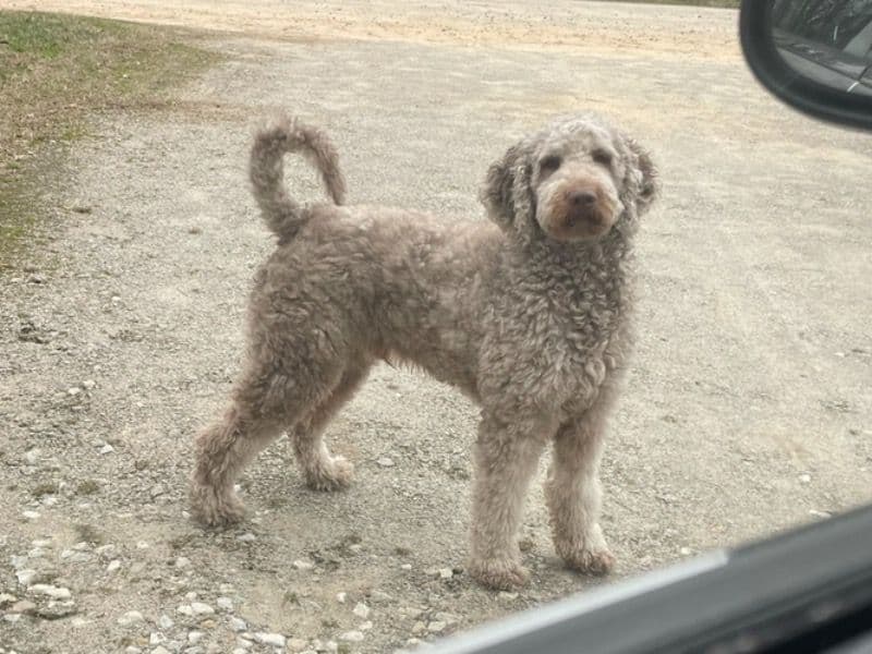 Goldendoodle 4 years 11 months old male large named Rip for breeding in Lancaster County, South Carolina | Petmeetly