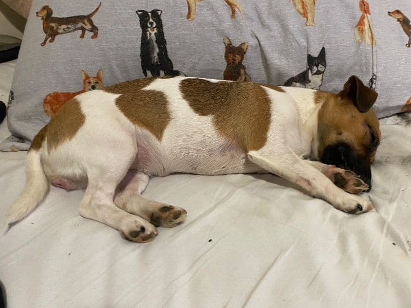 Jack Russell Terrier 1 year 10 months old female small named Luna for breeding in City of Tea Tree Gully, South Australia | Petmeetly