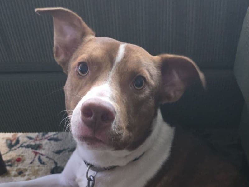 American PitBull Terrier 5 months old male medium named Unknown for adoption in Dallas County, Texas | Petmeetly