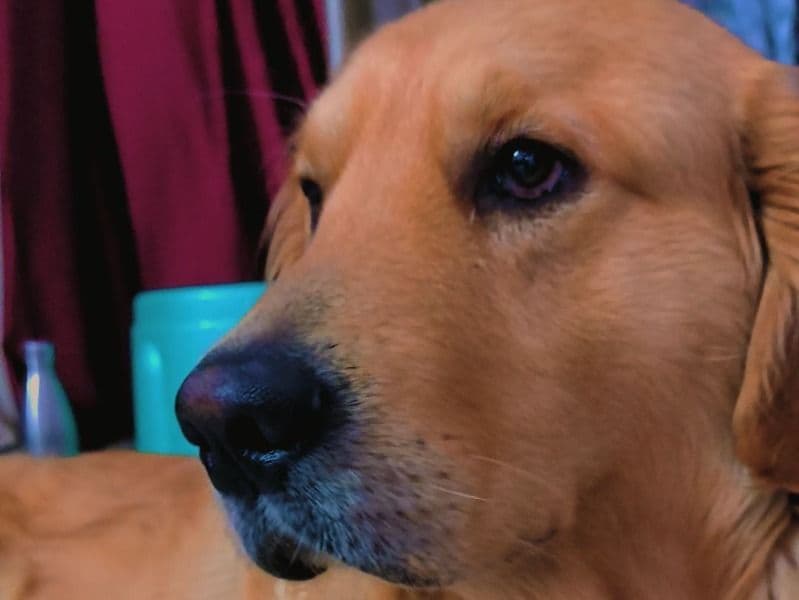 Golden Retriever 4 years 2 months old male large named Simba for breeding in New Delhi, Delhi | Petmeetly