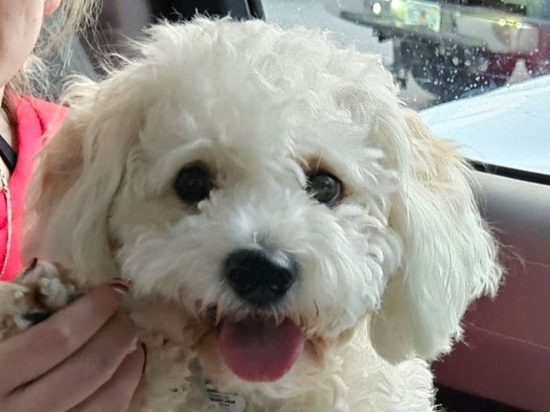 Ginger primary photo