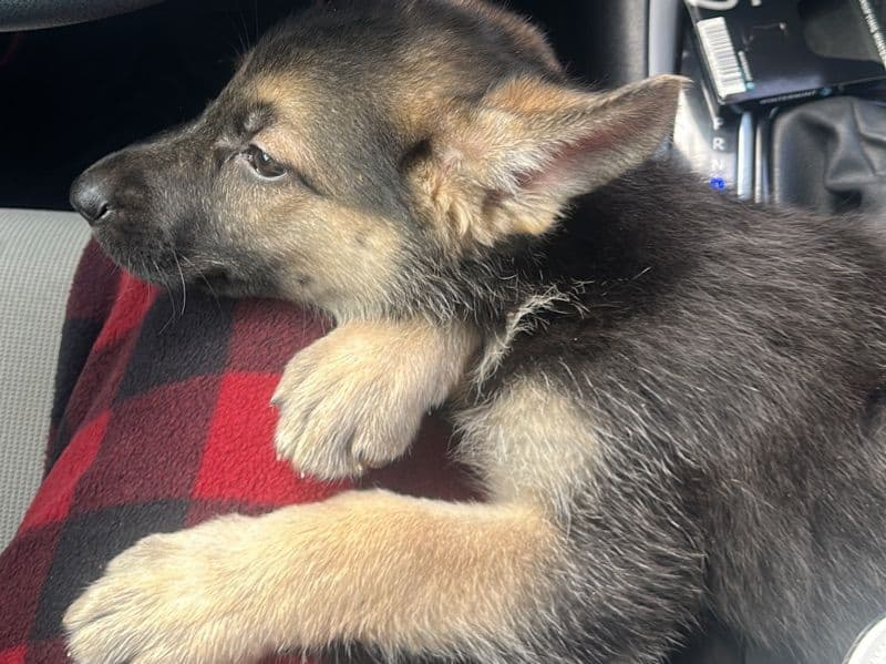 German Shepherd 2 months old male small named No Name for sale in Tarrant County, Texas | Petmeetly