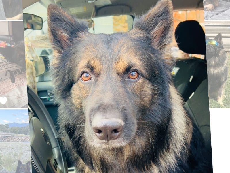 German Shepherd 6 years 2 months old male large named Ransom for breeding in Polk County, Florida | Petmeetly