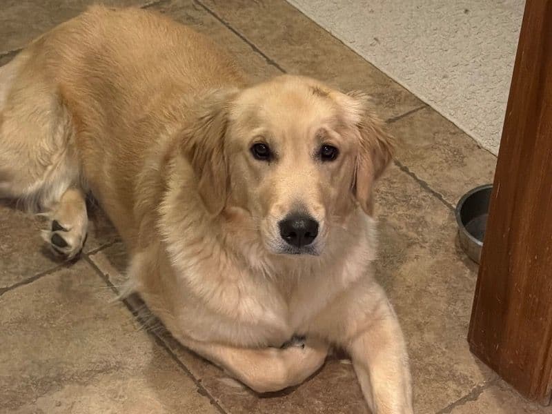 Golden Retriever 1 year 6 months old female large named Camree for breeding in Huntington County, Indiana | Petmeetly