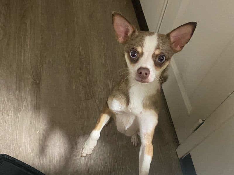 Chihuahua 1 year old female small named Venus for sale in Cuyahoga County, Ohio | Petmeetly