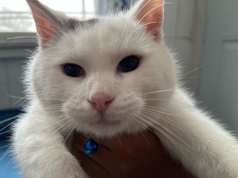 American Shorthair 6 months old male named Charlie for adoption in Passaic County, New Jersey | Petmeetly