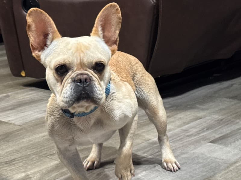 French Bulldog 3 years old male medium named Colby for sale in Bexar County, Texas | Petmeetly