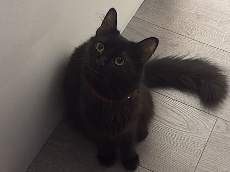 Nala primary photo