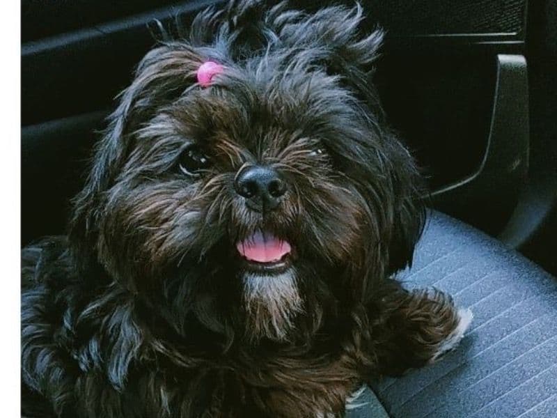 Miniature Shih Tzu 2 years 11 months old male medium named Shadow for breeding in Vadodara, Gujarat | Petmeetly