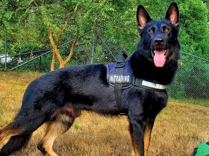 Czech German shepherd 9 years 1 month old male extra large named Godric Von Bismack for breeding in Cowlitz County, Washington | Petmeetly