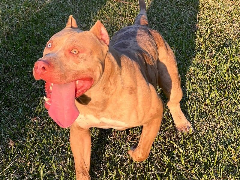 American Bully 1 year 8 months old male large named Casanova for breeding in Clarke County, Georgia | Petmeetly
